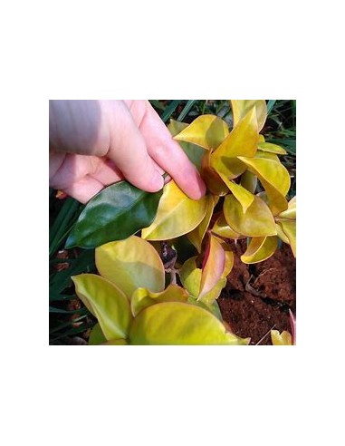 PERESKIA ACULEATA GOLD - 1 Planta en Venta en Mexico - Vivero por internet