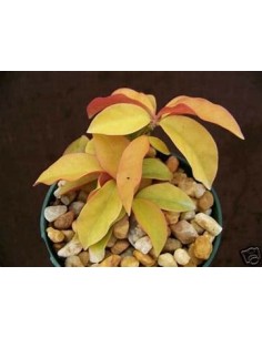 PERESKIA ACULEATA GOLD - 1... 2