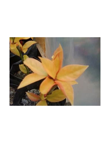 PERESKIA ACULEATA GOLD - 1 Plant for Sale in...