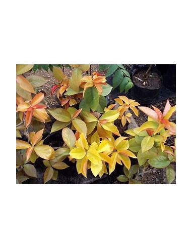 PERESKIA ACULEATA GOLD - 1 Plant for Sale in...