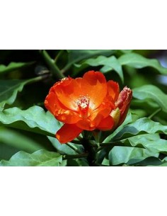 PERESKIA BLEO - 1 Sapling...