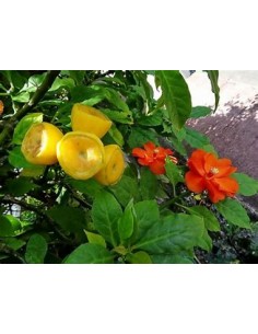 PERESKIA BLEO - 1 Sapling... 2