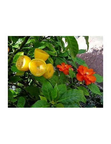 PERESKIA BLEO - 1 Arbolito en Venta en Mexico -...