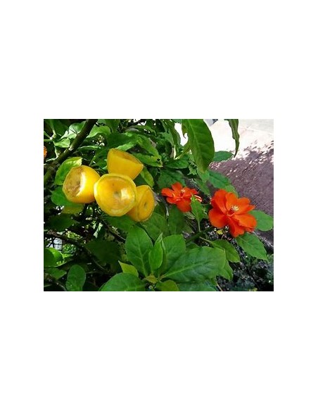 PERESKIA BLEO - 1 Arbolito en Venta en Mexico - Vivero por internet