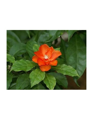 PERESKIA BLEO - 1 Arbolito en Venta en Mexico -...