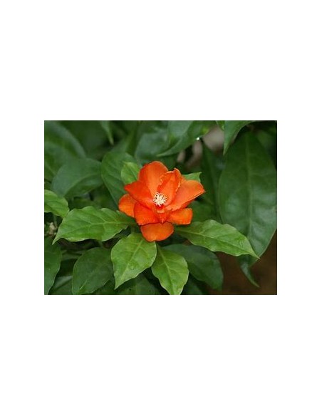 PERESKIA BLEO - 1 Arbolito en Venta en Mexico - Vivero por internet