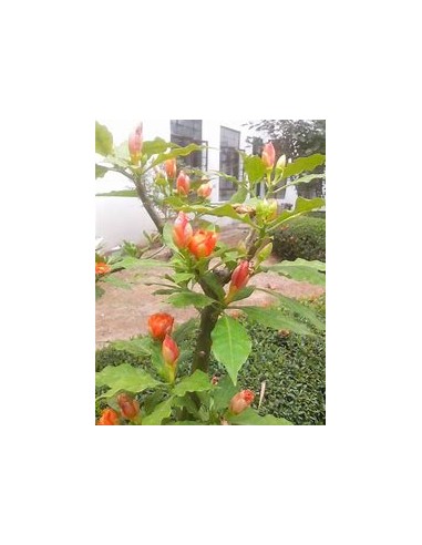 PERESKIA BLEO - 1 Arbolito en Venta en Mexico -...