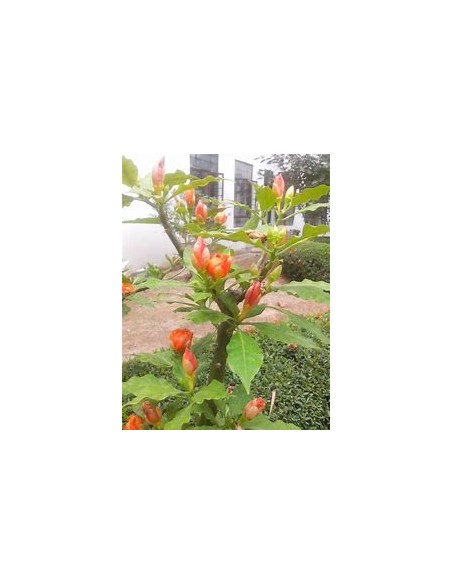 PERESKIA BLEO - 1 Arbolito en Venta en Mexico - Vivero por internet