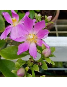 PERESKIA GRANDIFLORA - 1...