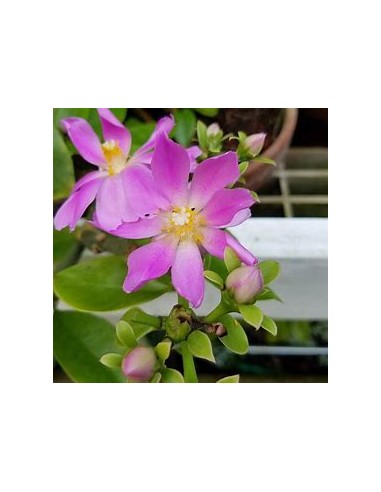 PERESKIA GRANDIFLORA - 1 Arbolito en Venta en Mexico - Vivero por internet