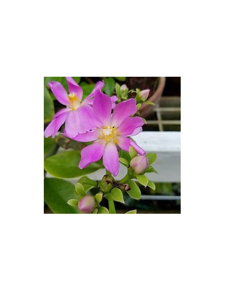 PERESKIA GRANDIFLORA - 1 Arbolito en Venta en Mexico - Vivero por internet