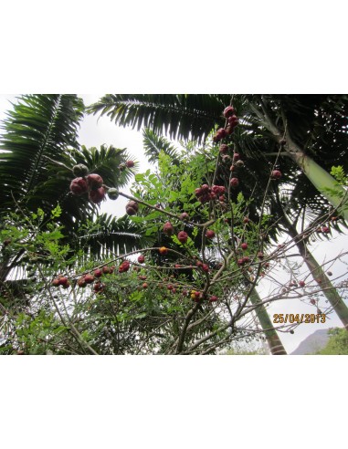 1 Purple Mombin fruit (Spondias purpurea) live plant for sale - Hog plum rare