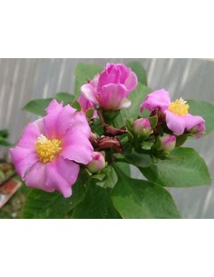 PERESKIA GRANDIFLORA - 1... 2