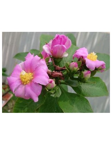 PERESKIA GRANDIFLORA - 1 Arbolito en Venta en...