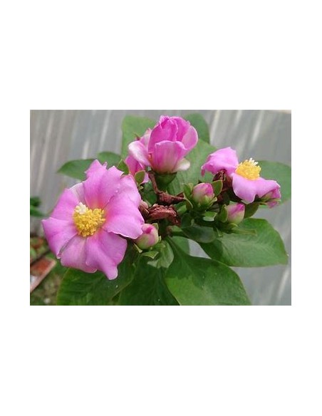 PERESKIA GRANDIFLORA - 1 Arbolito en Venta en Mexico - Vivero por internet