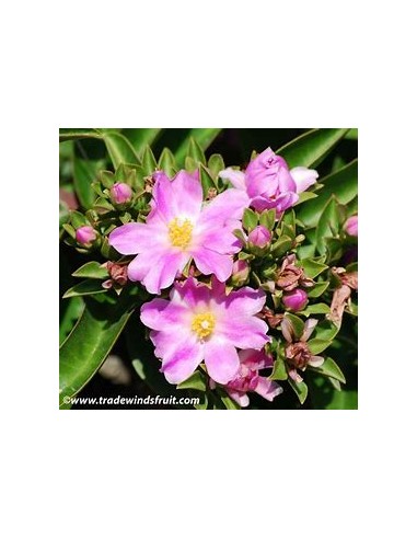 PERESKIA GRANDIFLORA - 1 Arbolito en Venta en...