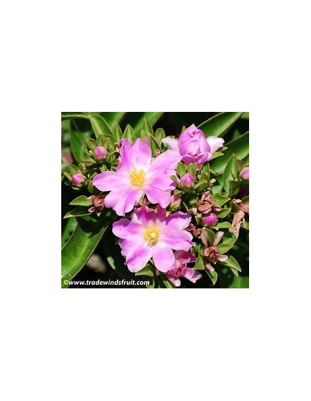 PERESKIA GRANDIFLORA - 1 Arbolito en Venta en Mexico - Vivero por internet