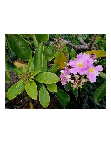 PERESKIA GRANDIFLORA - 1 Arbolito en Venta en...