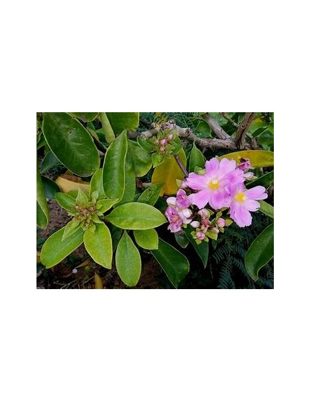PERESKIA GRANDIFLORA - 1 Arbolito en Venta en Mexico - Vivero por internet