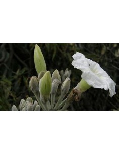 IPOMEA ARBORESCENS...