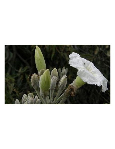 IPOMEA ARBORESCENS (CAZAHUATE) - 1 Arbolito en Venta en Mexico - Vivero por internet