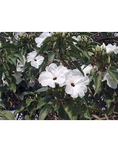 IPOMEA ARBORESCENS... 2