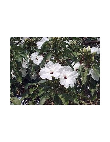 IPOMEA ARBORESCENS (CAZAHUATE) - 1 Sapling for...