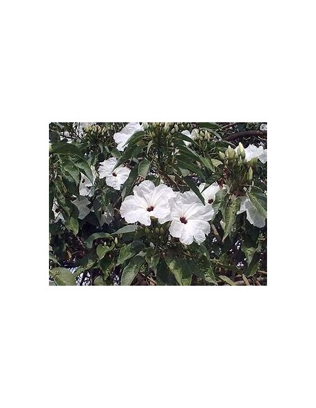 IPOMEA ARBORESCENS (CAZAHUATE) - 1 Arbolito en Venta en Mexico - Vivero por internet