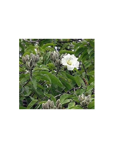 IPOMEA ARBORESCENS (CAZAHUATE) - 1 Arbolito en...