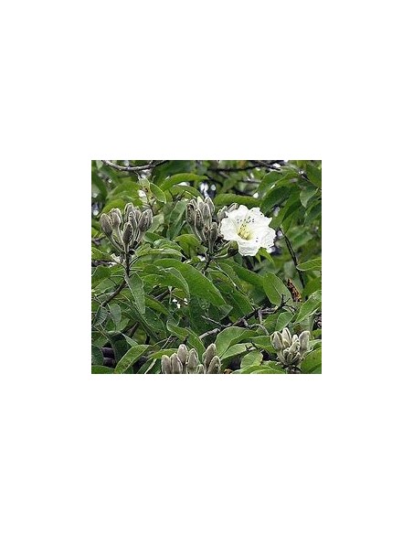 IPOMEA ARBORESCENS (CAZAHUATE) - 1 Arbolito en Venta en Mexico - Vivero por internet