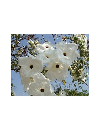 IPOMEA ARBORESCENS (CAZAHUATE) - 1 Arbolito en...
