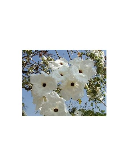 IPOMEA ARBORESCENS (CAZAHUATE) - 1 Arbolito en Venta en Mexico - Vivero por internet