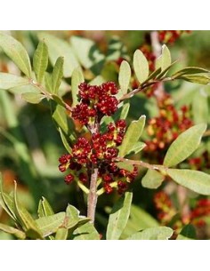 CHINESE PISTACHO - 1 Tree...