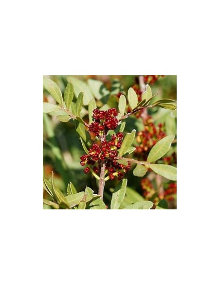 CHINESE PISTACHO - 1 Tree for Sale in Mexico - Nursery online