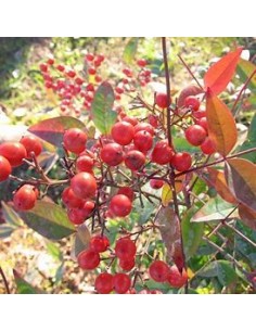 CHINESE PISTACHO - 1 Tree... 2