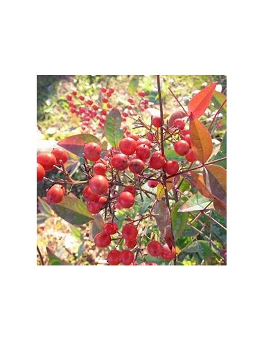 CHINESE PISTACHO - 1 Tree for Sale in Mexico -...