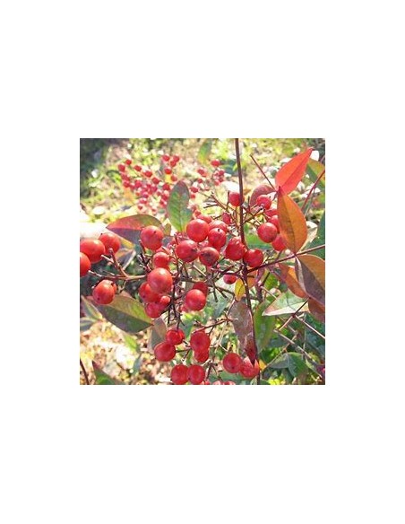 PISTACHO CHINO - 1 Arbolito en Venta en Mexico - Vivero por internet
