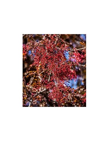 CHINESE PISTACHO - 1 Tree for Sale in Mexico -...