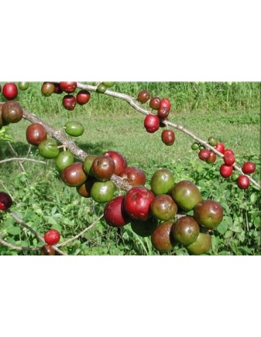 1 Purple Mombin fruit (Spondias purpurea) live plant for sale - Hog plum rare