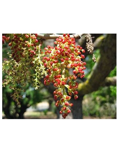 CHINESE PISTACHO - 1 Tree for Sale in Mexico -...