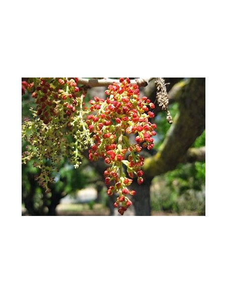 PISTACHO CHINO - 1 Arbolito en Venta en Mexico - Vivero por internet