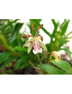 ORQUIDEA HOJA DE TIGRE...