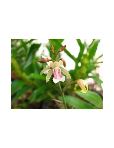 ORQUIDEA HOJA DE TIGRE (OECECLADES MACULATA) - 1 Arbolito en Venta en Mexico - Vivero por internet