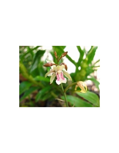 ORQUIDEA HOJA DE TIGRE (OECECLADES MACULATA) - 1 Arbolito en Venta en Mexico - Vivero por internet
