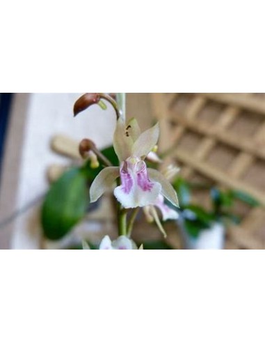 ORQUIDEA HOJA DE TIGRE (OECECLADES MACULATA) -...