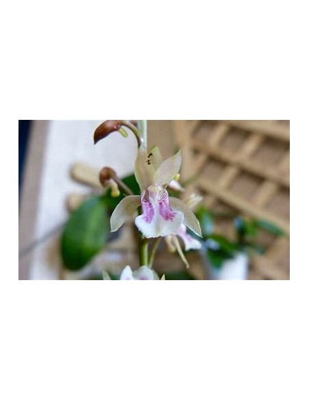 ORQUIDEA HOJA DE TIGRE (OECECLADES MACULATA) - 1 Arbolito en Venta en Mexico - Vivero por internet