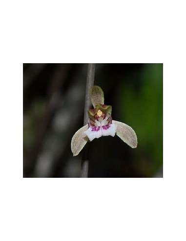 ORQUIDEA HOJA DE TIGRE (OECECLADES MACULATA) -...