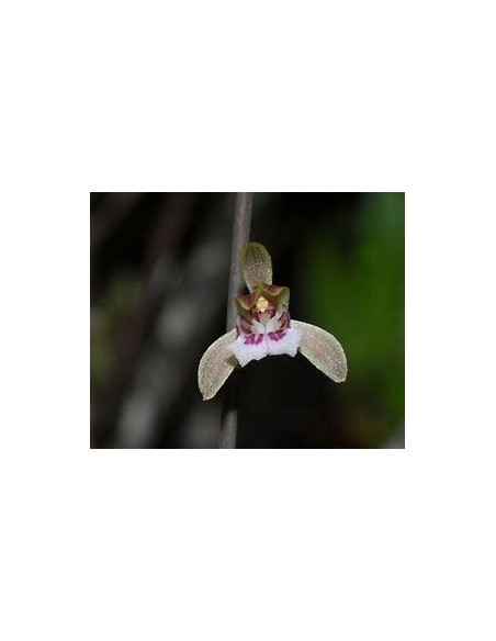 ORQUIDEA HOJA DE TIGRE (OECECLADES MACULATA) - 1 Arbolito en Venta en Mexico - Vivero por internet