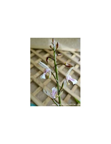 ORQUIDEA HOJA DE TIGRE (OECECLADES MACULATA) -...