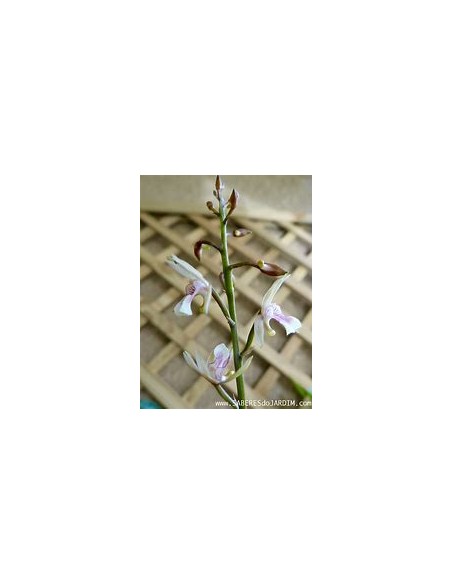 ORQUIDEA HOJA DE TIGRE (OECECLADES MACULATA) - 1 Arbolito en Venta en Mexico - Vivero por internet